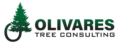 Olivares Tree Consulting of Longview, Texas